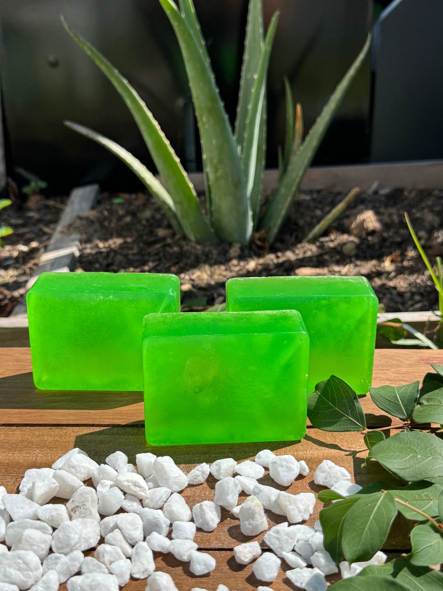 Organic Aloe vera shampoo bar