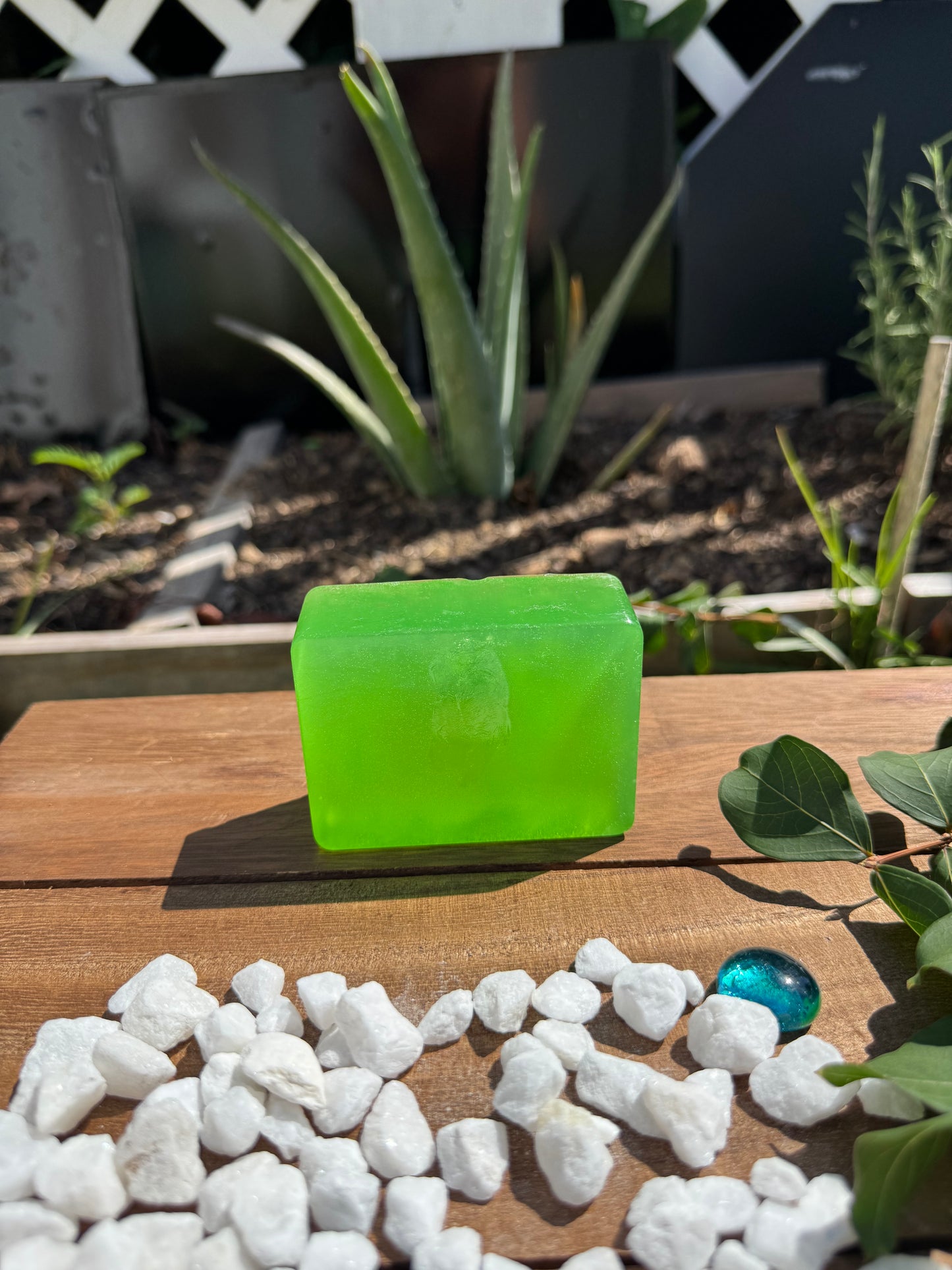 Organic Aloe vera shampoo bar