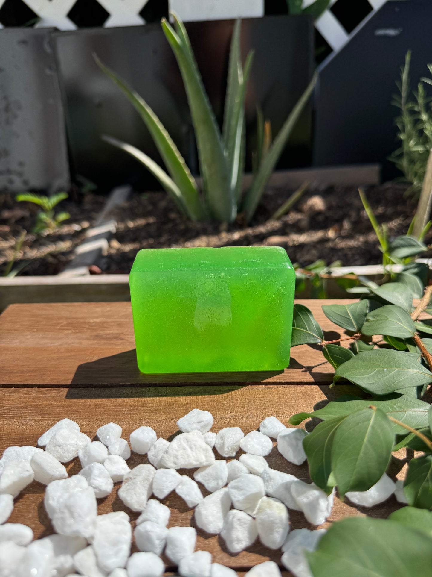Organic Aloe vera shampoo bar